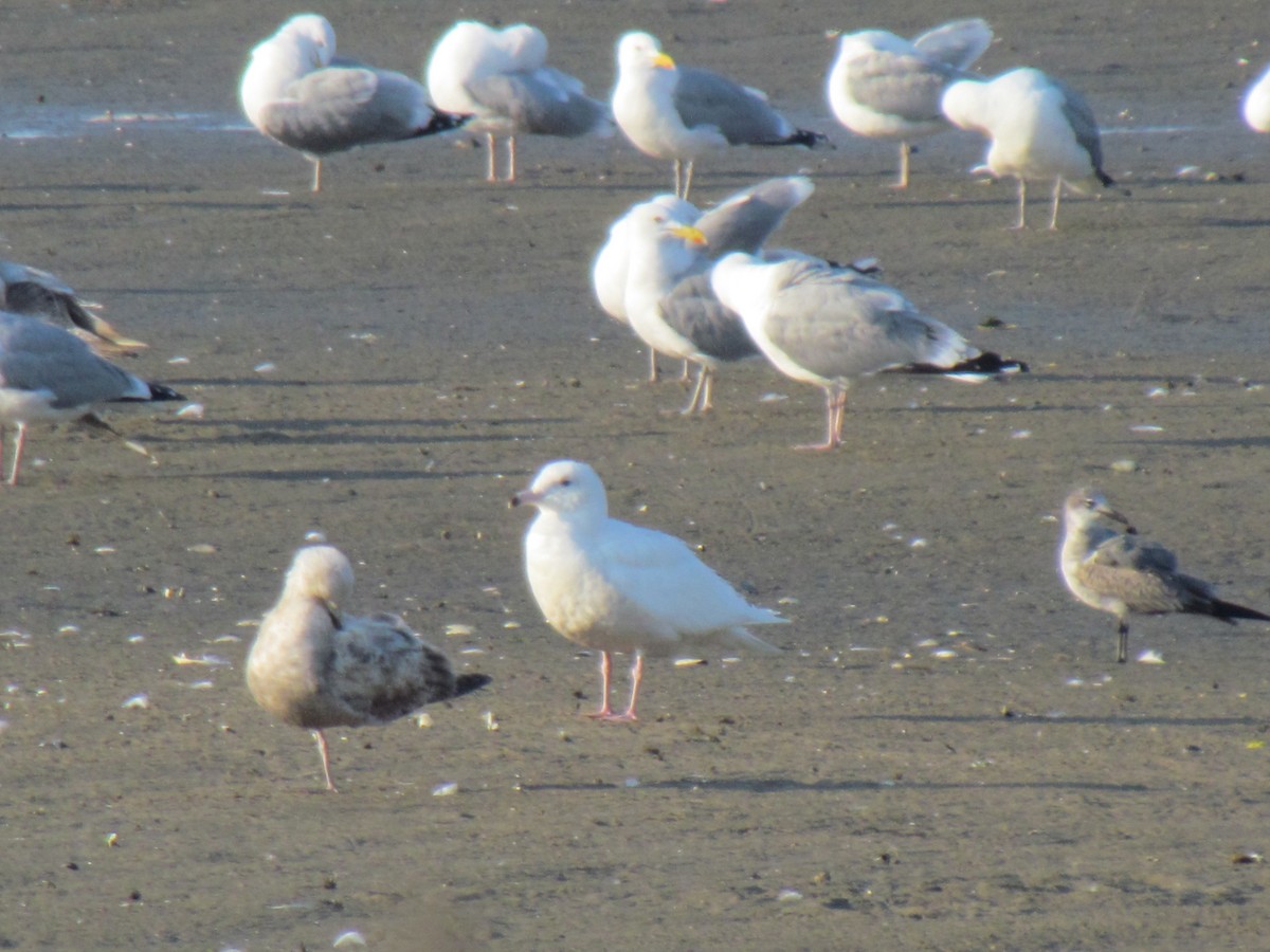 Glaucous Gull - ML341542301