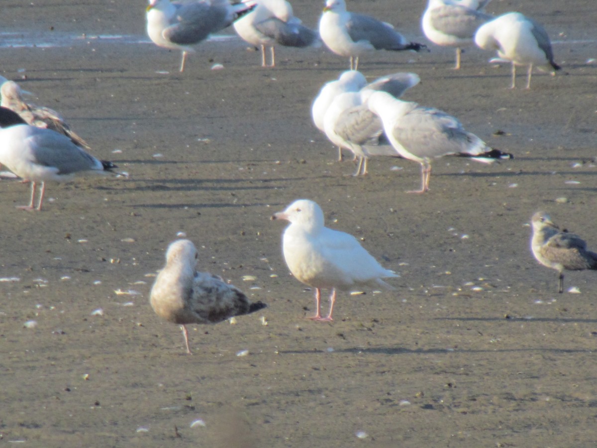 Glaucous Gull - ML341542311