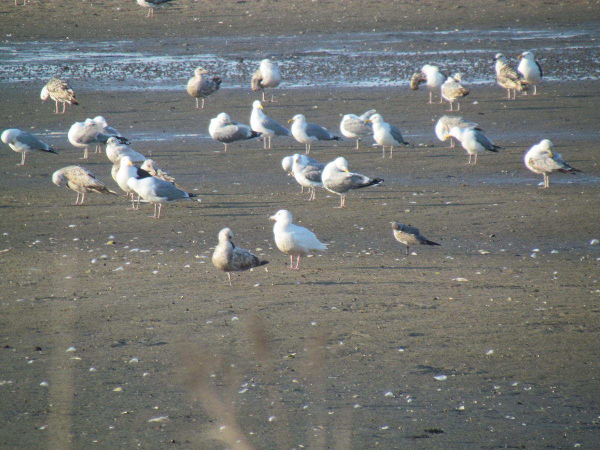 Glaucous Gull - ML341542321