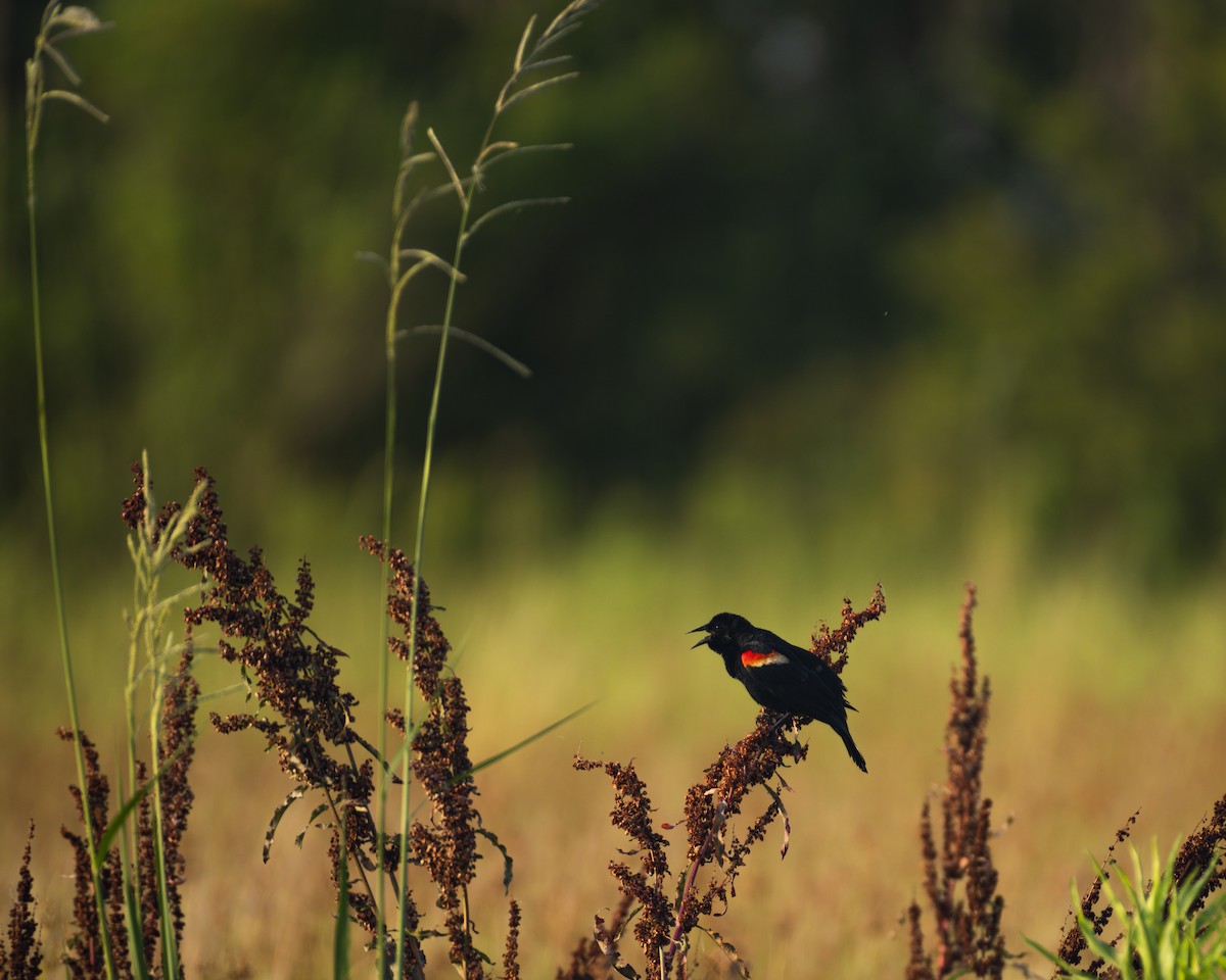 Red-winged Blackbird - ML341544091