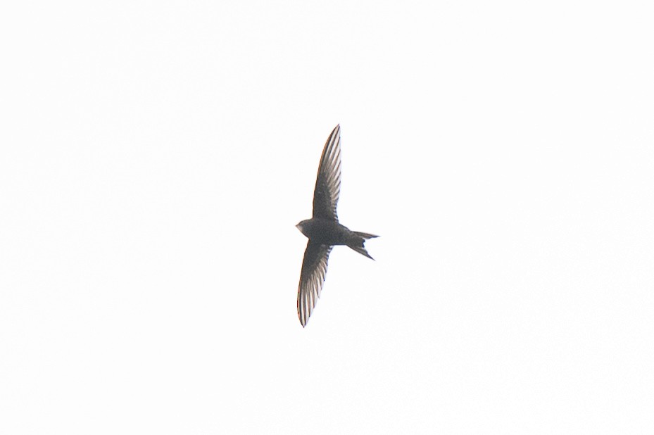 Common Swift - ML341544971