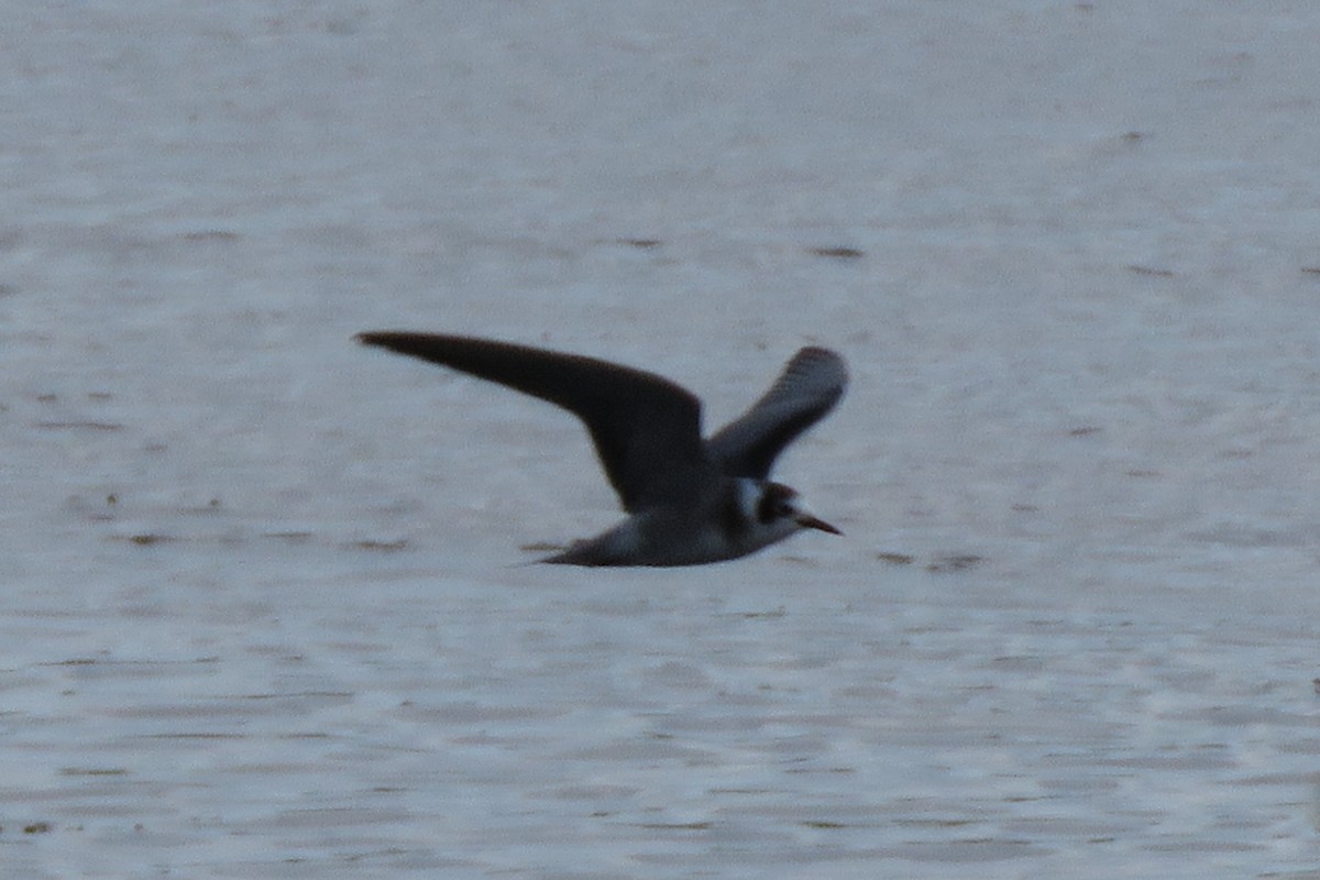 Black Tern (American) - ML341545491