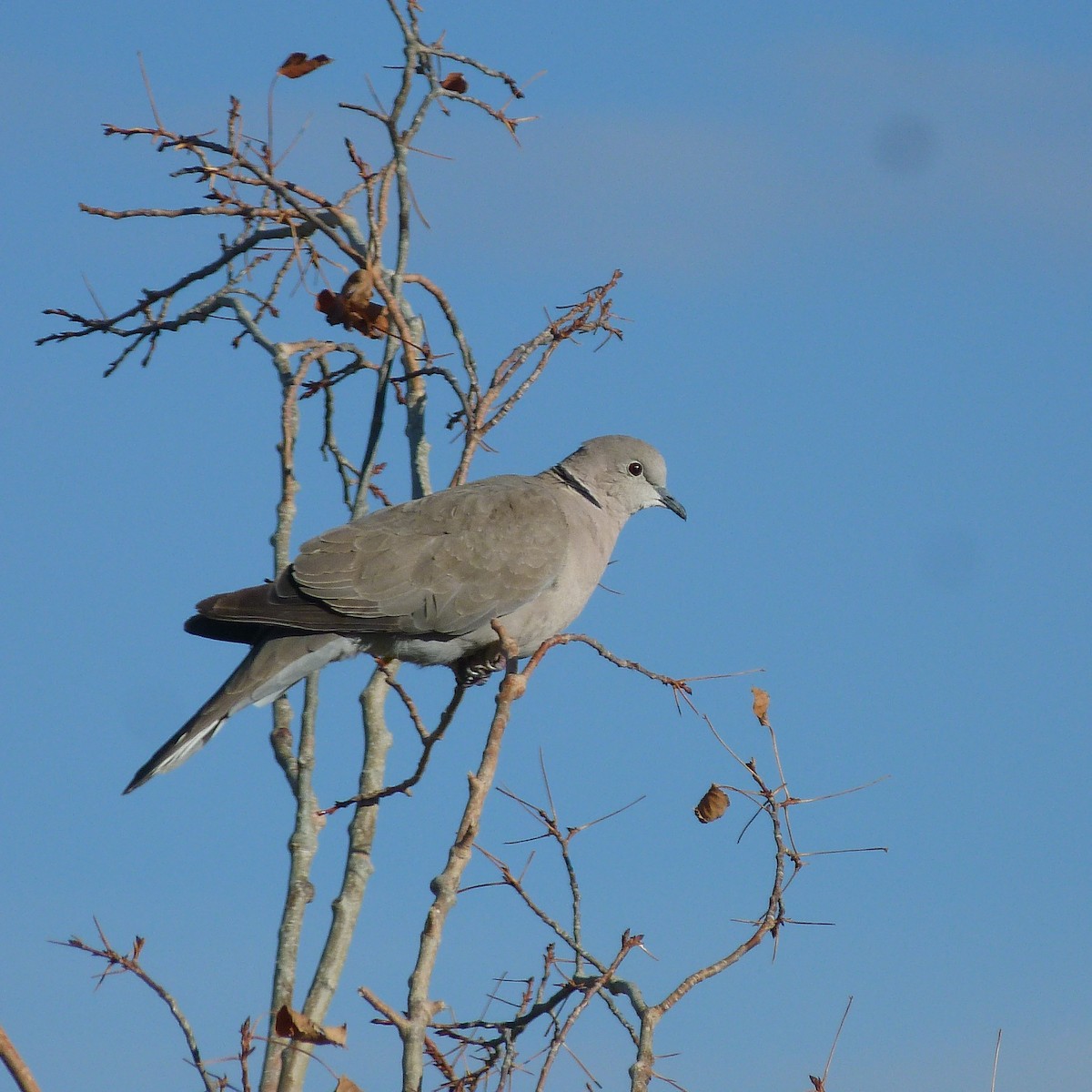 Eurasian Collared-Dove - ML341546011