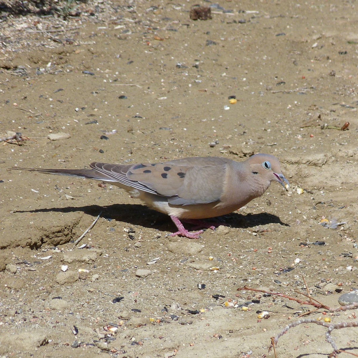 Mourning Dove - ML341546081