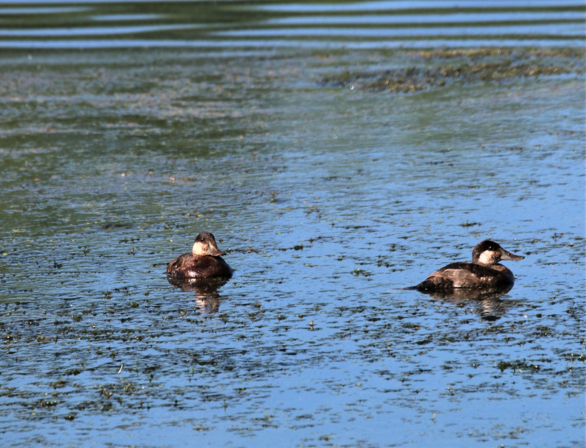 Ruddy Duck - ML341547881