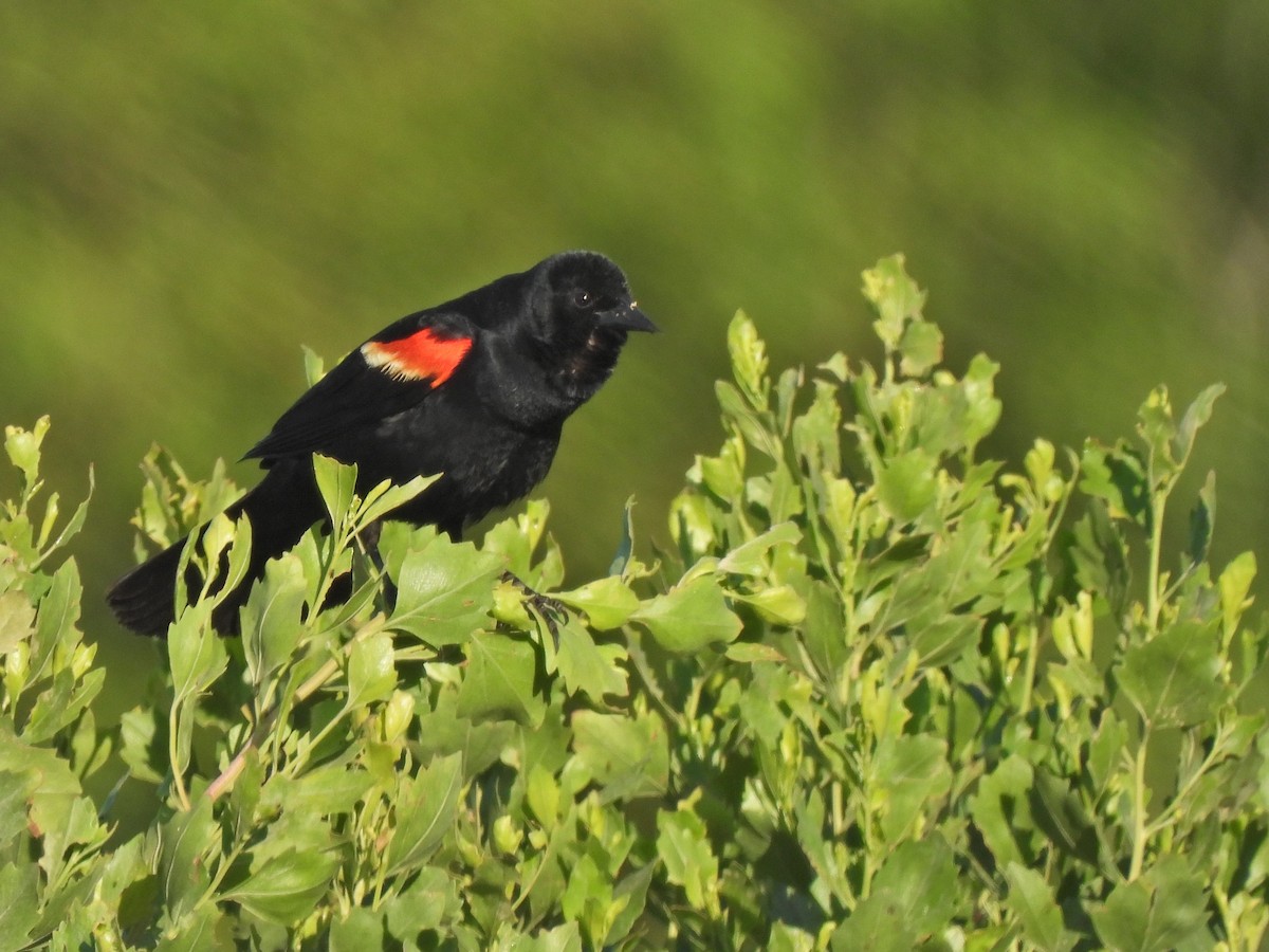 Red-winged Blackbird - Jim Anderton