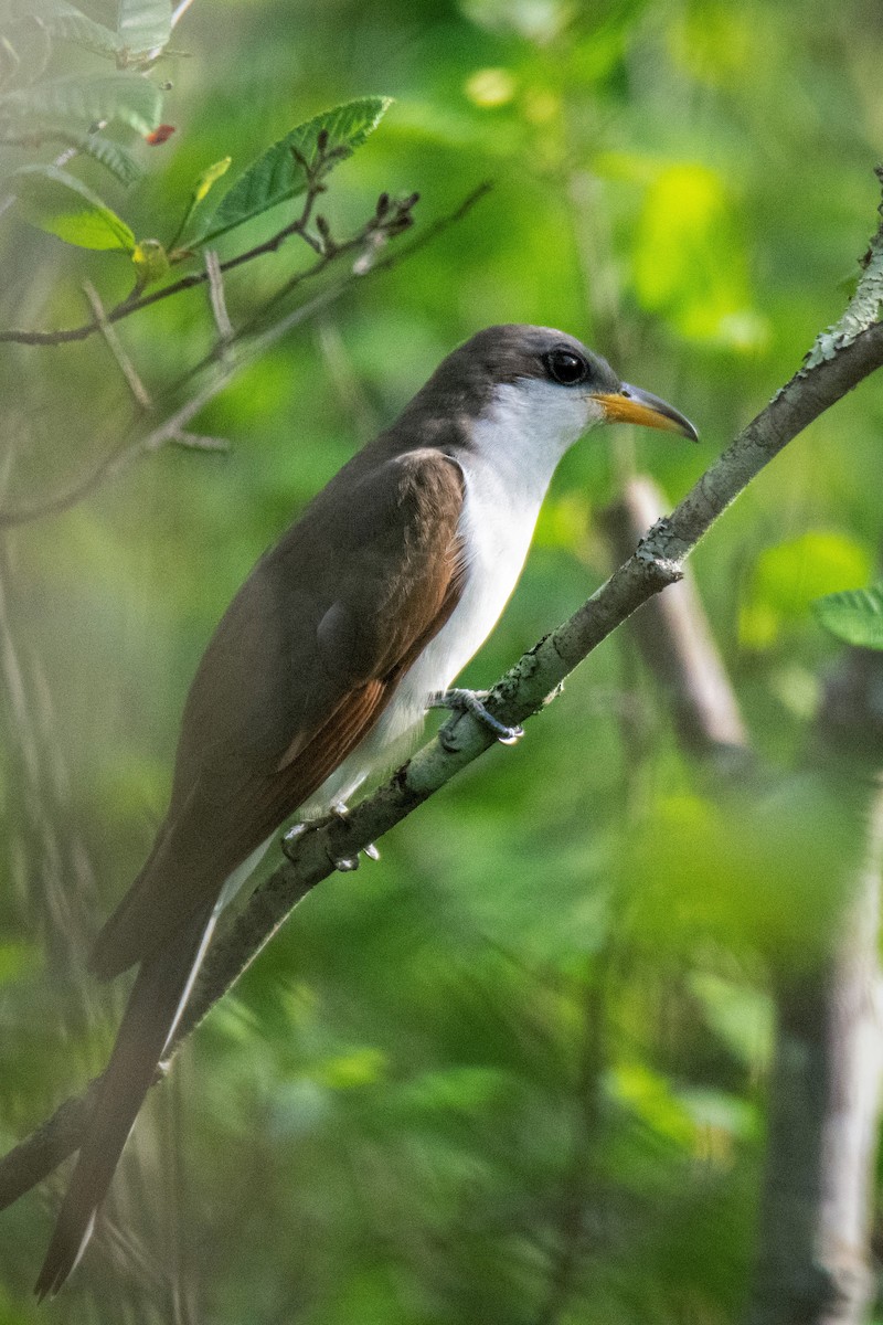 Yellow-billed Cuckoo - ML341548741