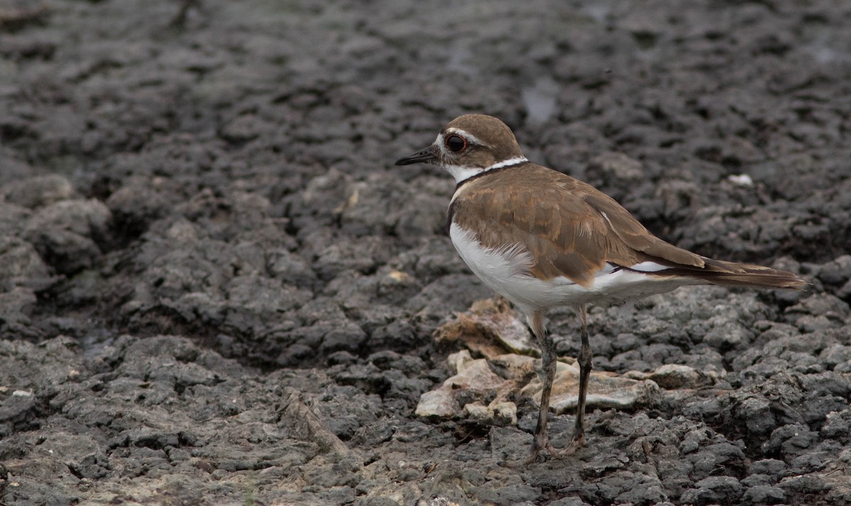 Killdeer - ML34154941