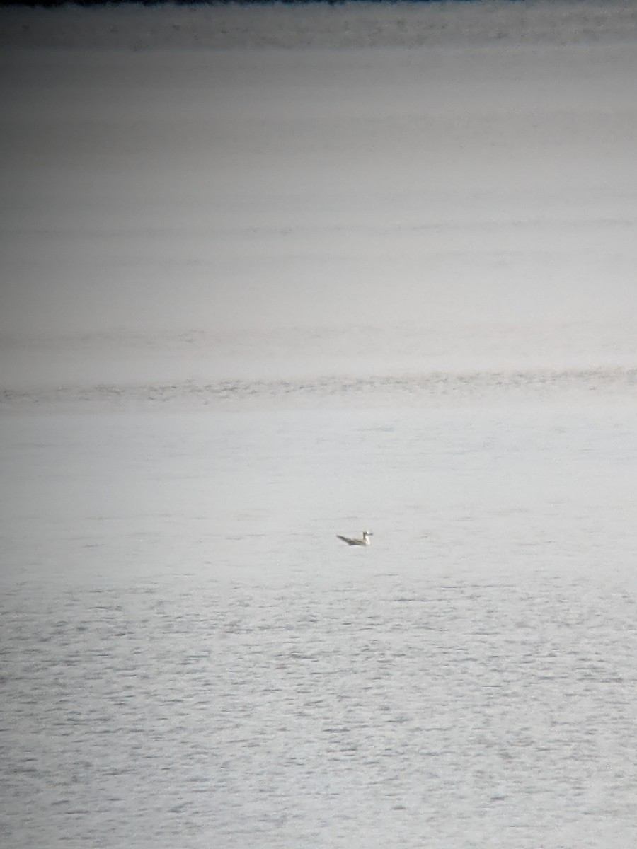 Laughing Gull - ML341550201