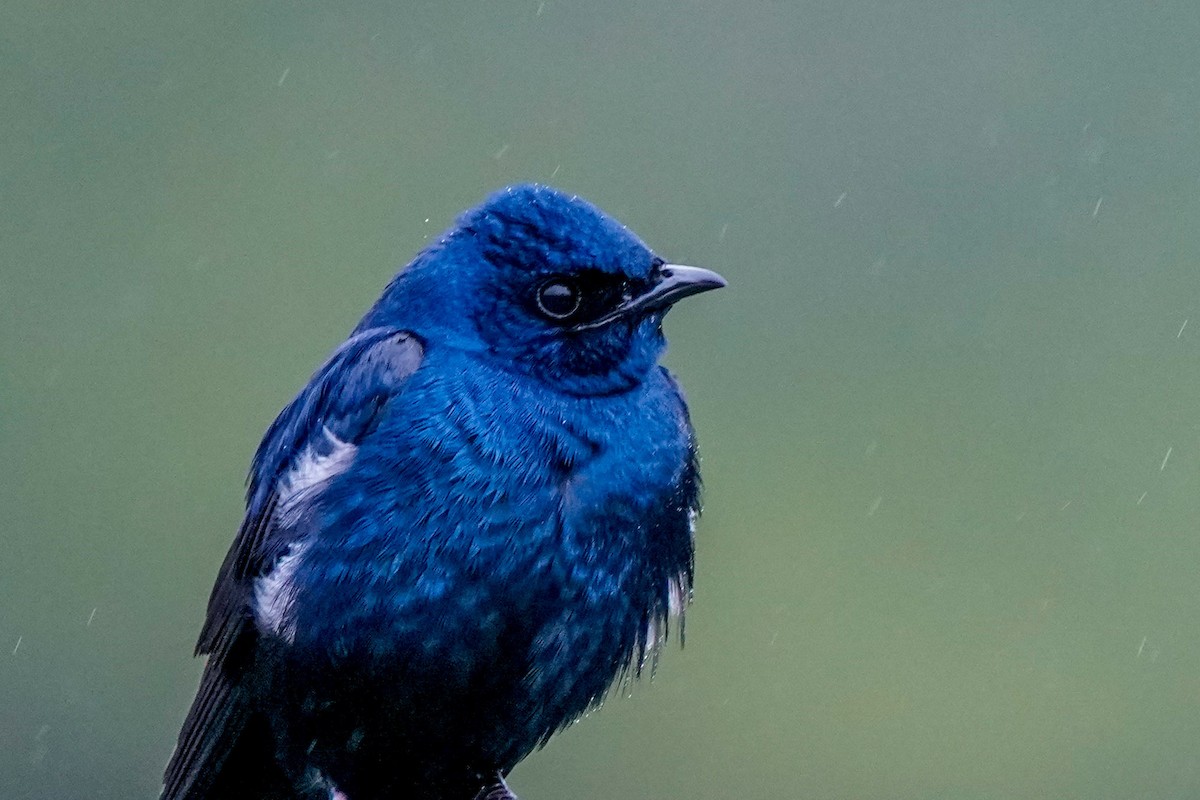 Purple Martin - ML341550511