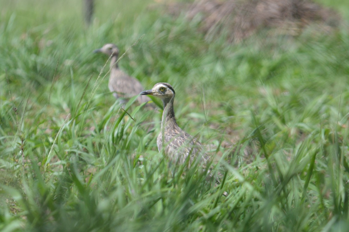 Double-striped Thick-knee - ML341553391