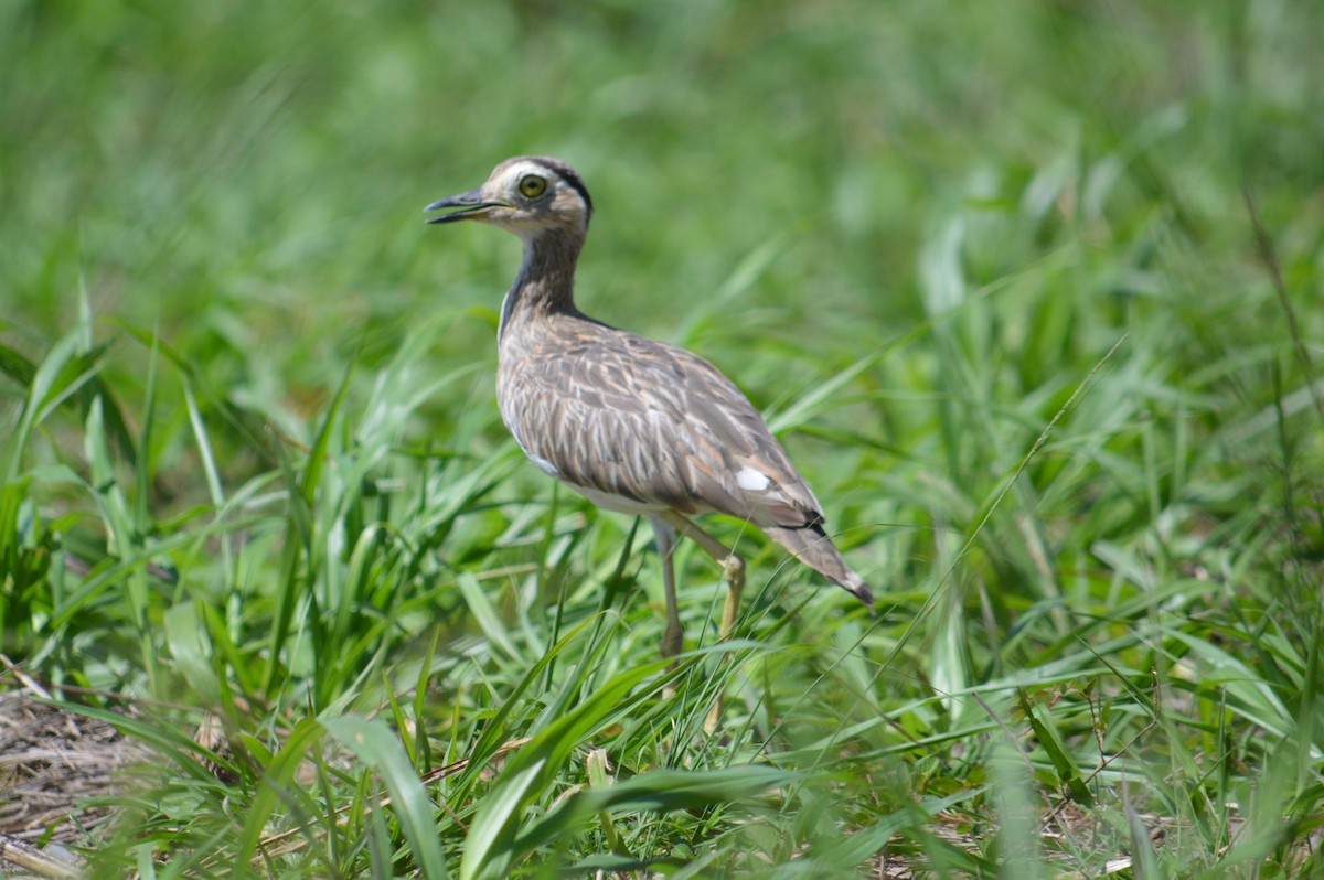 Double-striped Thick-knee - ML341553701