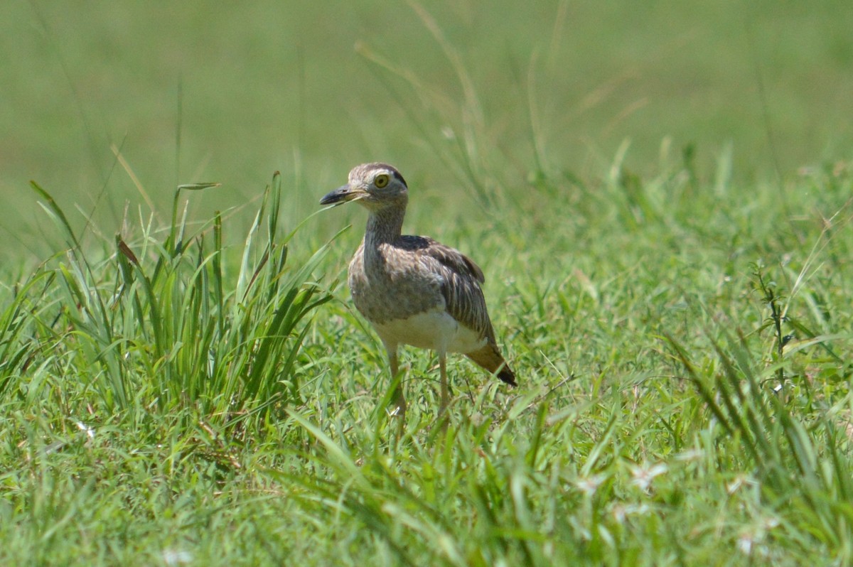 Double-striped Thick-knee - ML341554101