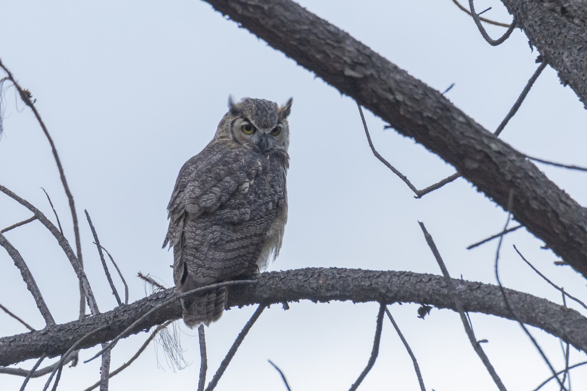 Great Horned Owl - ML341554331