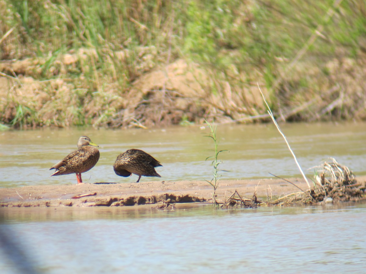 Mexican Duck - ML341554471