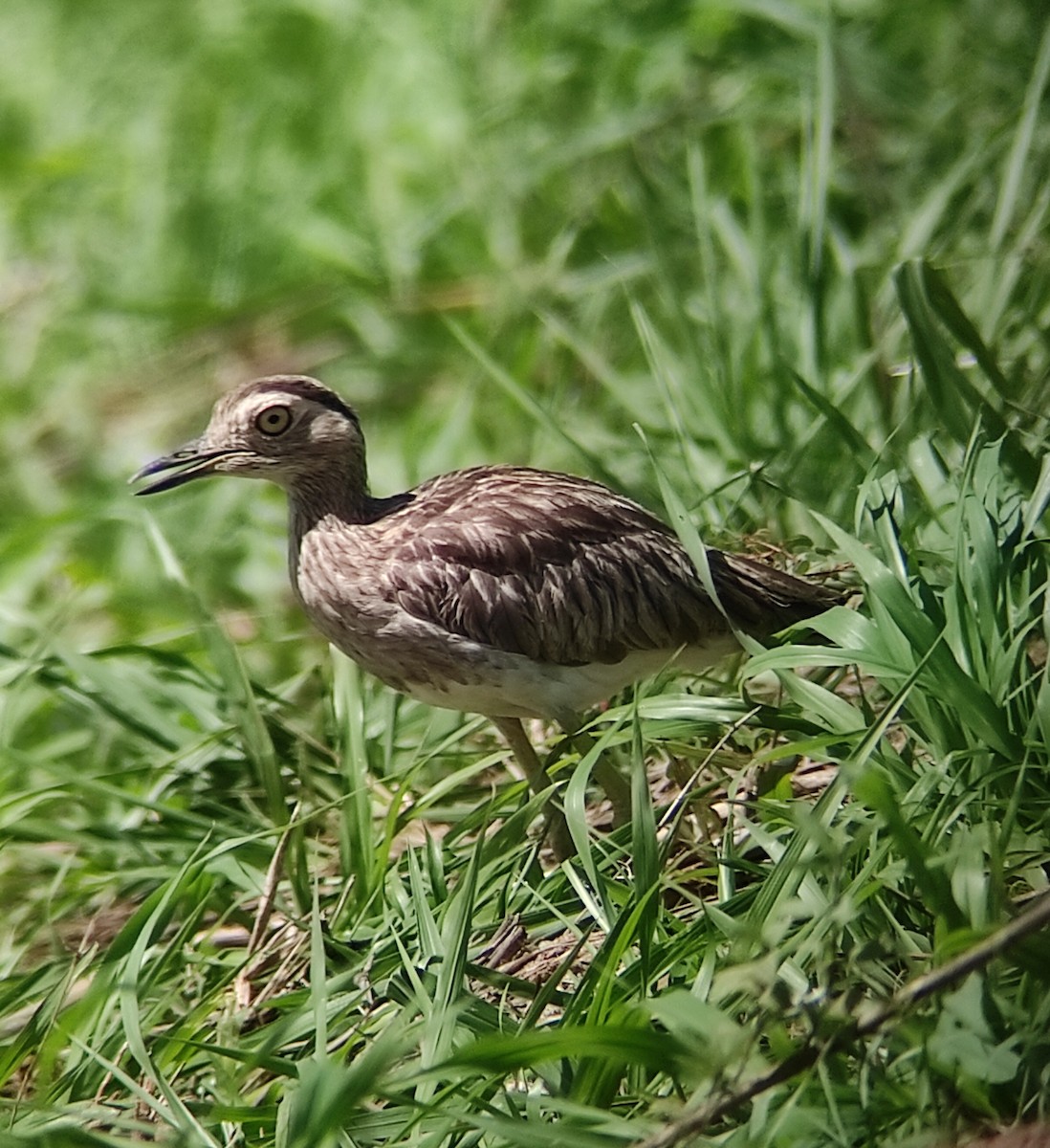 Double-striped Thick-knee - ML341554881