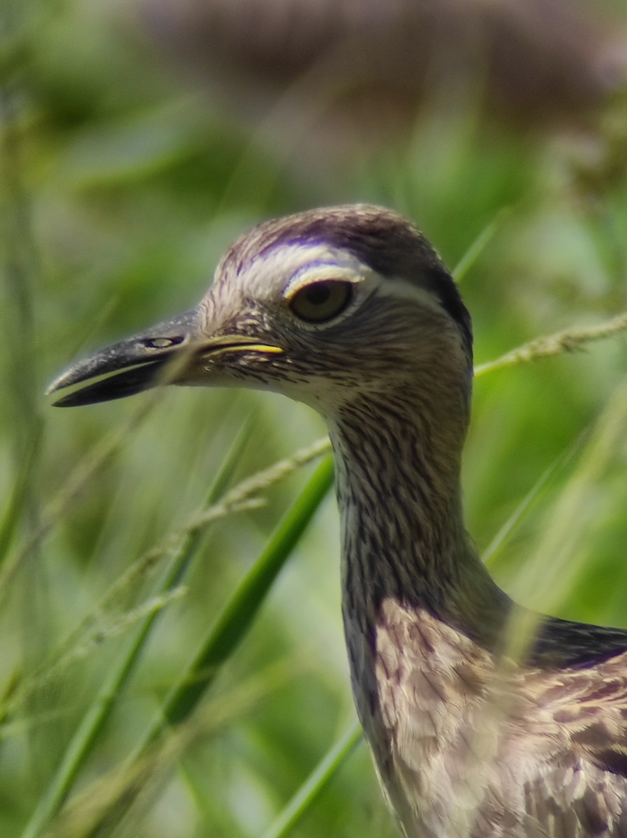 Double-striped Thick-knee - ML341554911