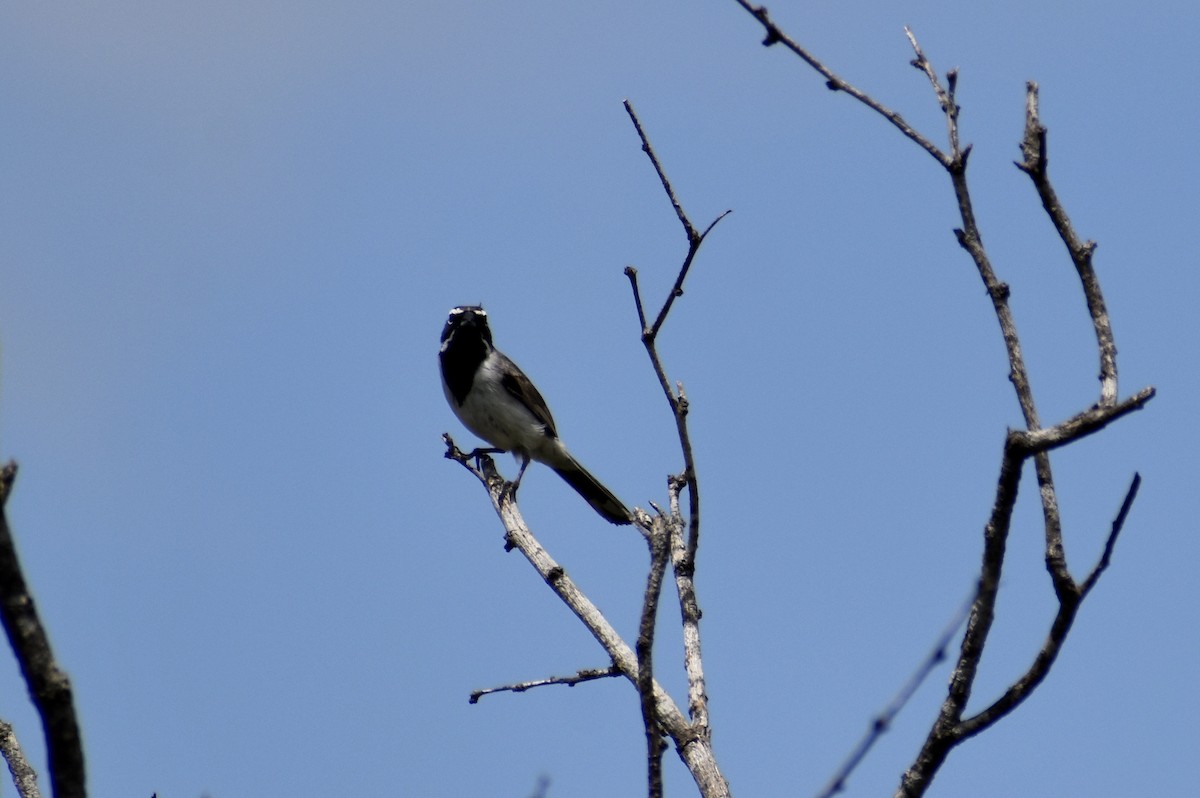 Black-throated Sparrow - ML341555081