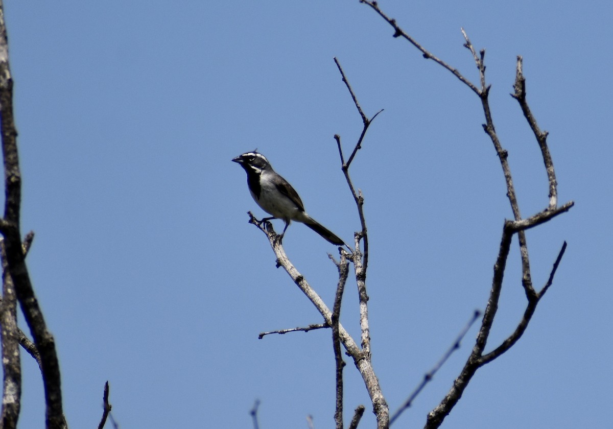 Black-throated Sparrow - ML341555111