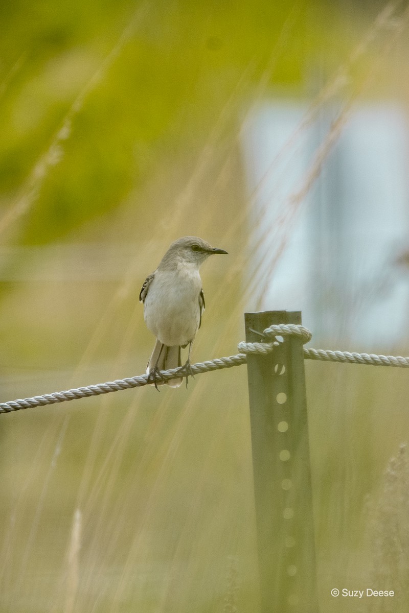 Northern Mockingbird - ML341555121