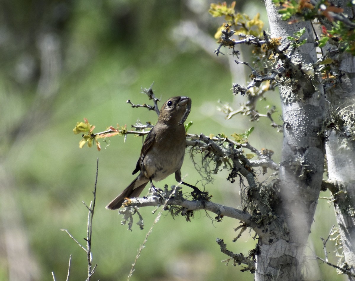 Varied Bunting - ML341555181