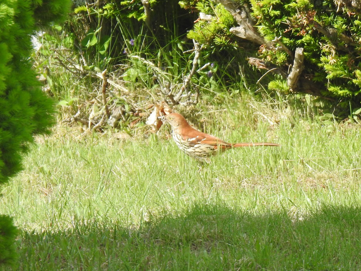 Brown Thrasher - ML341559421