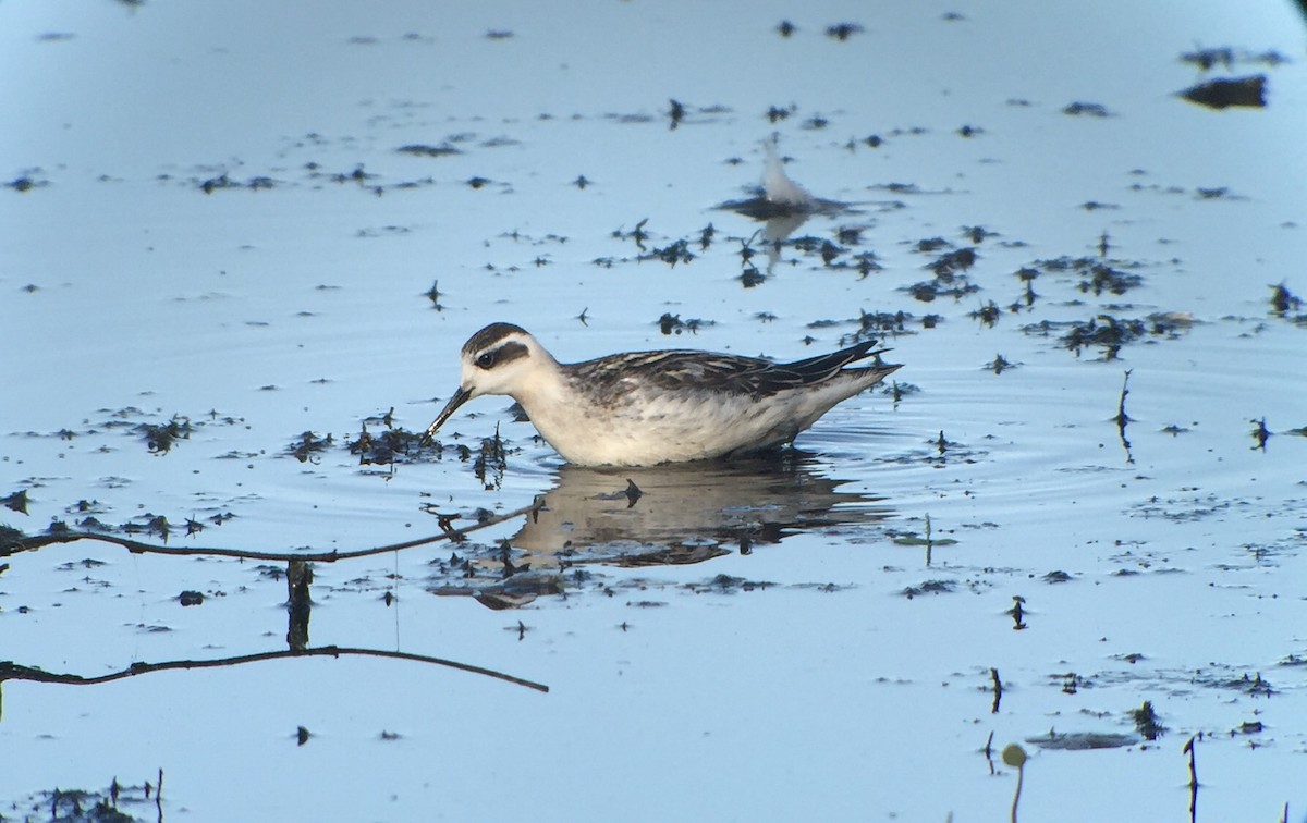 Phalarope à bec étroit - ML34155961