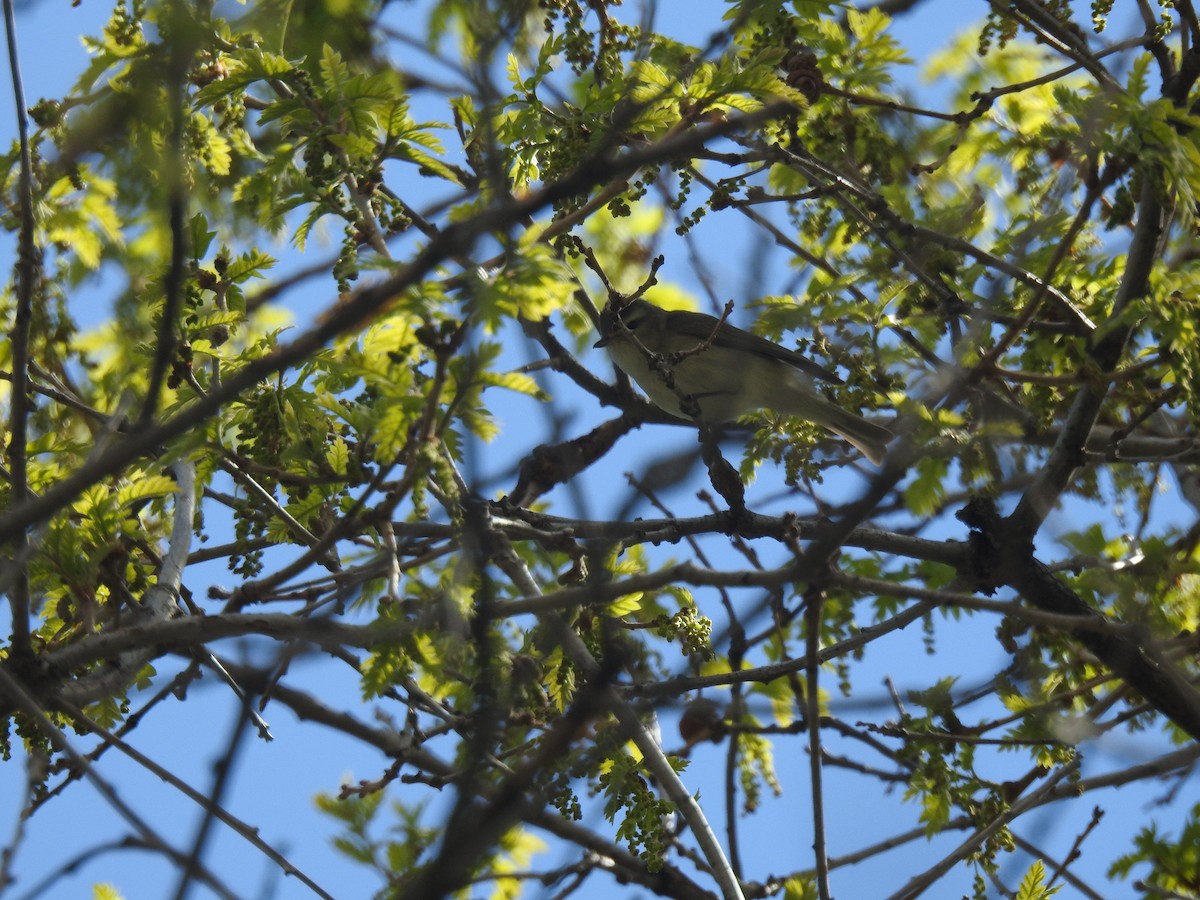 Warbling Vireo (Western) - ML341559681