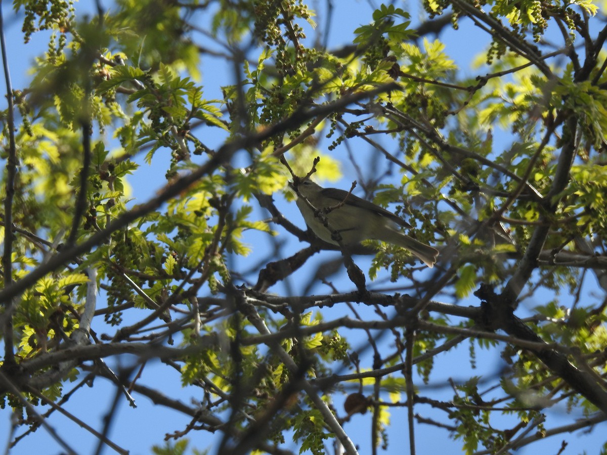 Warbling Vireo (Western) - ML341559701