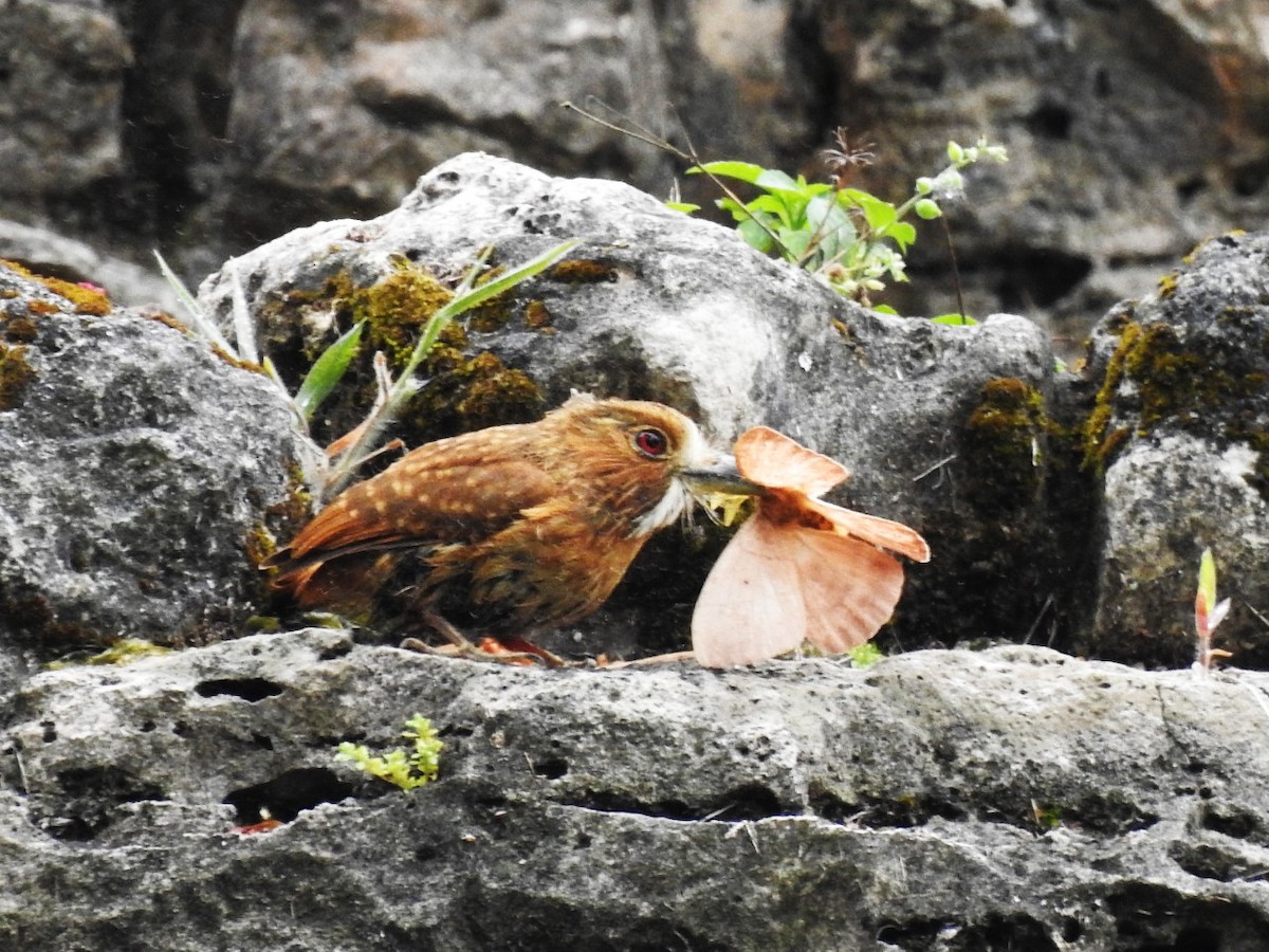 White-whiskered Puffbird - Hector Ceballos-Lascurain