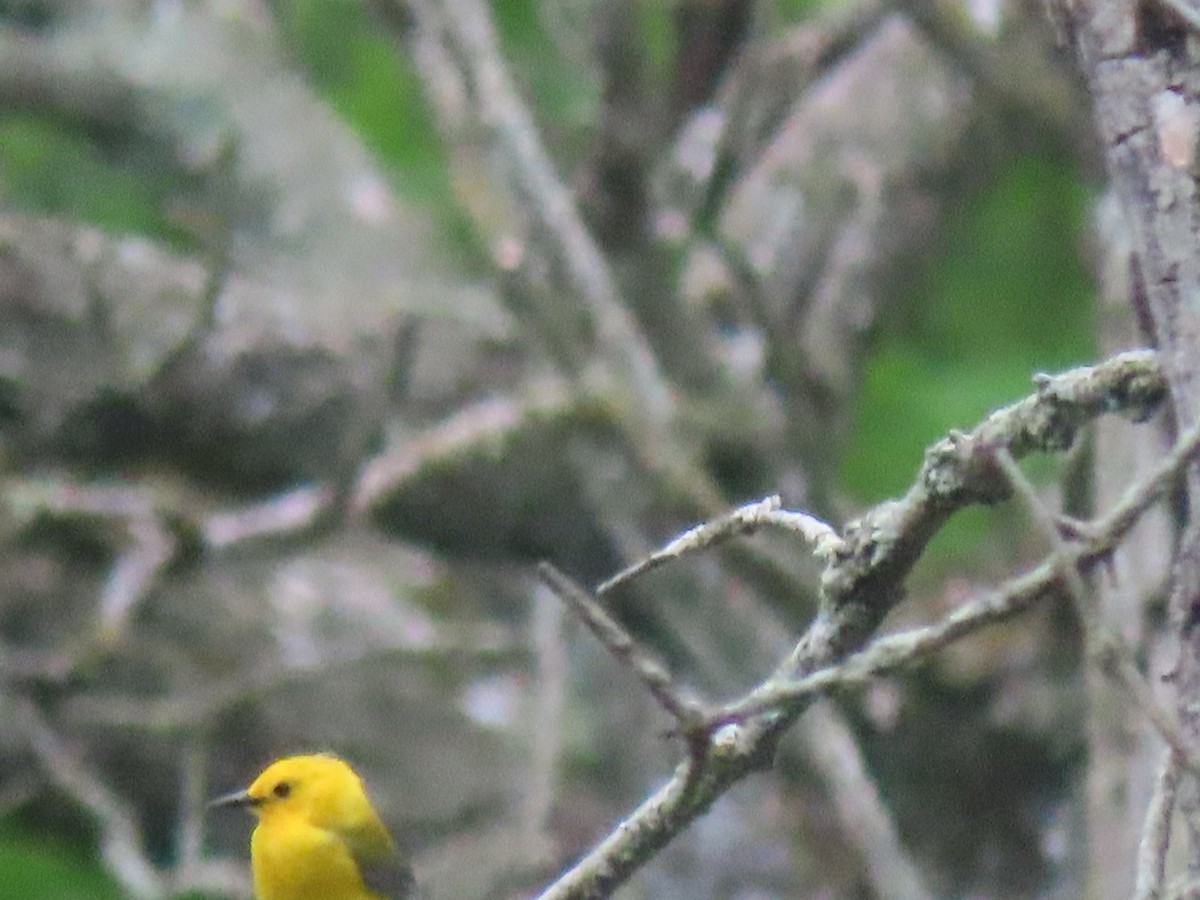 Prothonotary Warbler - ML341561561
