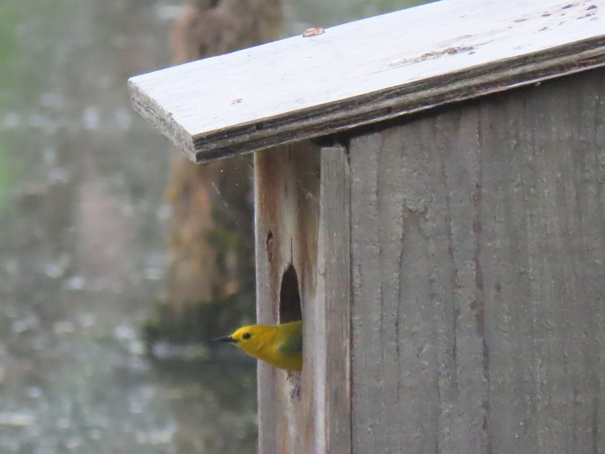 Prothonotary Warbler - ML341561611
