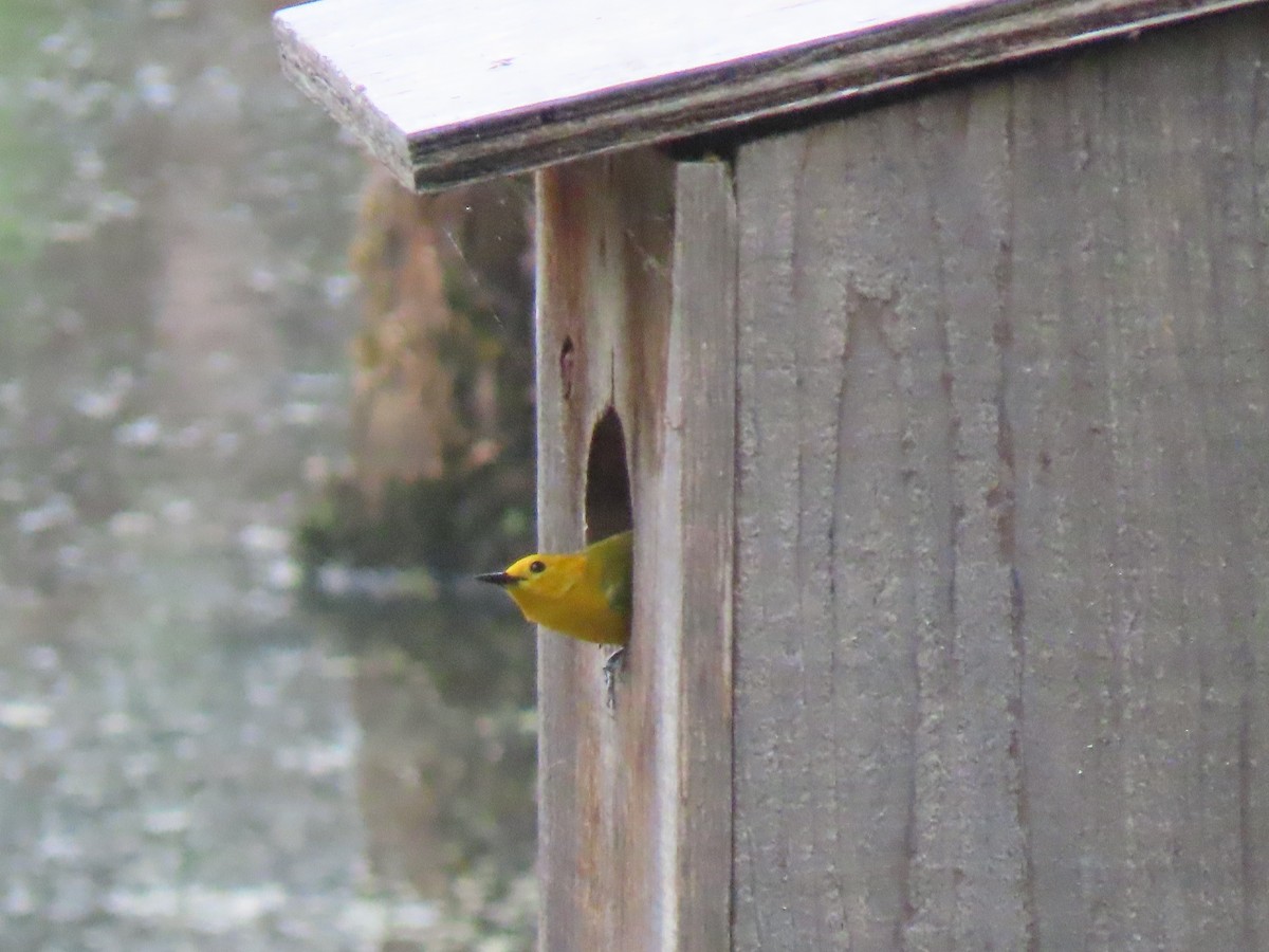 Prothonotary Warbler - ML341561621