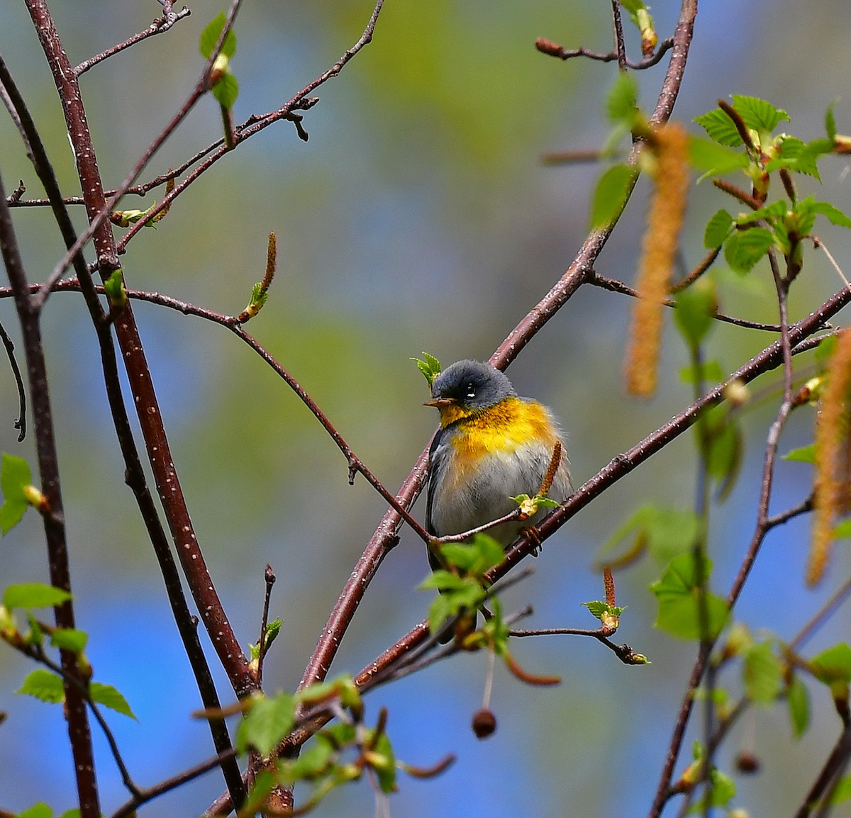 Northern Parula - ML341561791