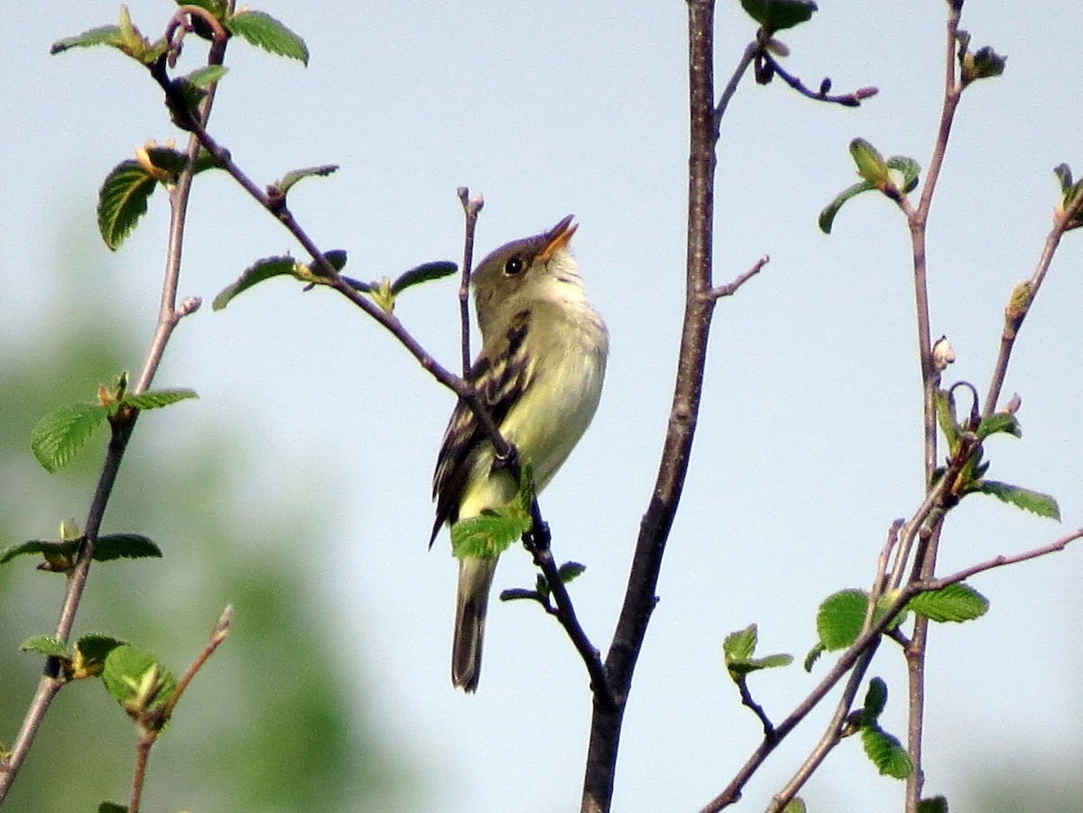 Alder Flycatcher - ML341563671