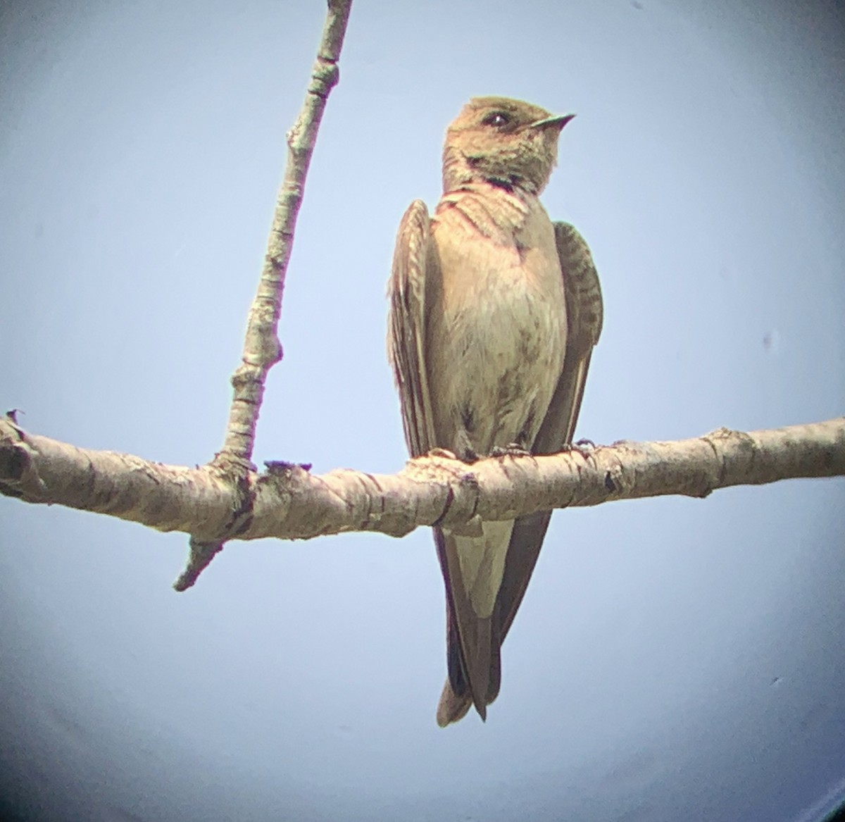 Northern Rough-winged Swallow - ML341563801