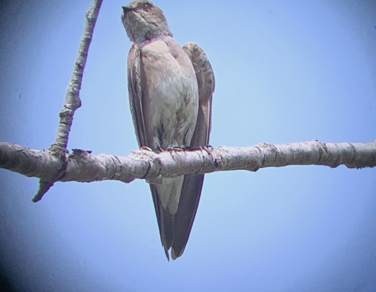 Northern Rough-winged Swallow - ML341563841
