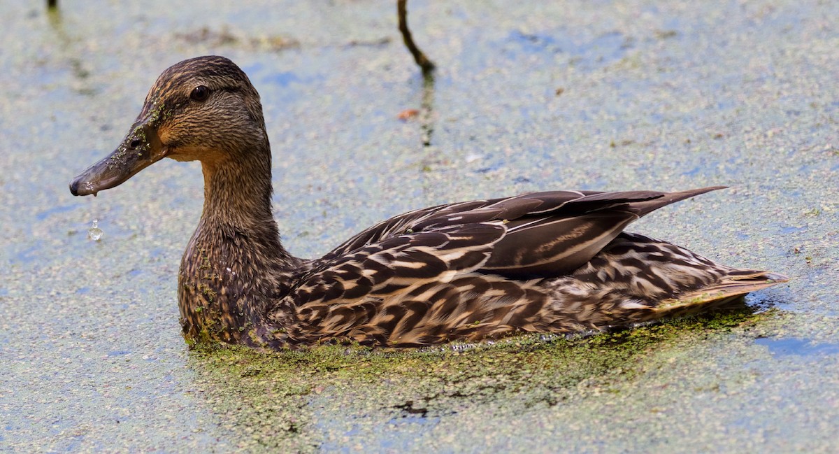 Mallard - teambergie Bergstrom