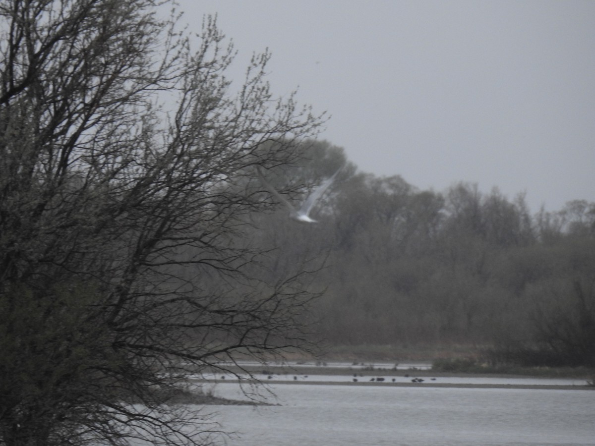 Common Tern - ML341564491