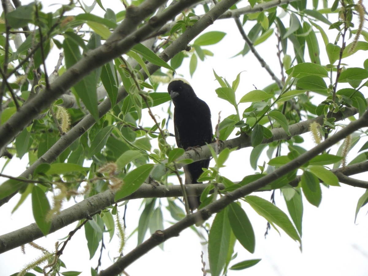 Bobolink - John McKay