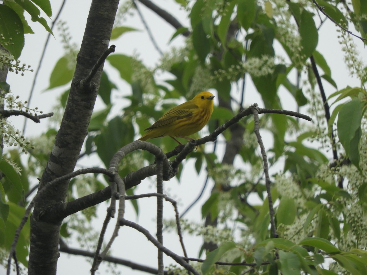 Yellow Warbler - ML341565981