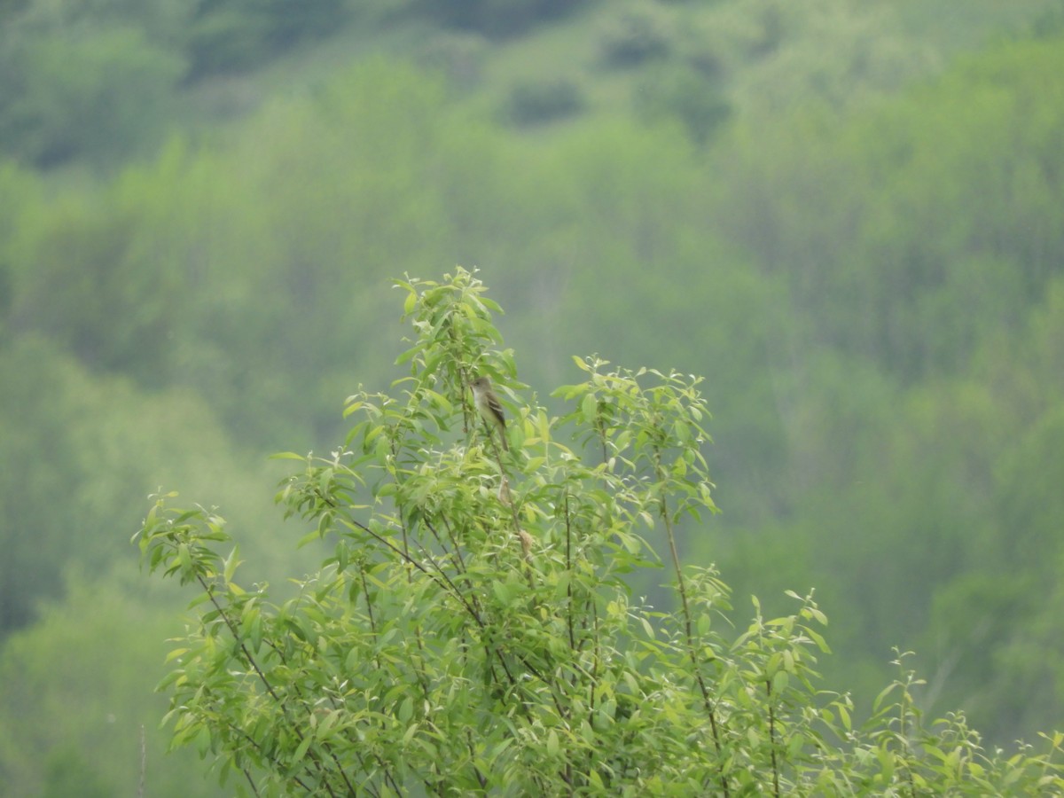 Willow Flycatcher - ML341566101