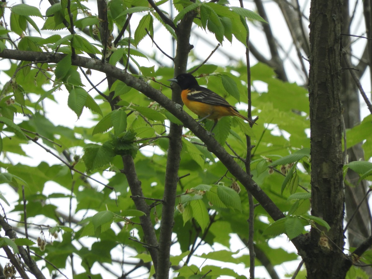 Baltimore Oriole - John McKay