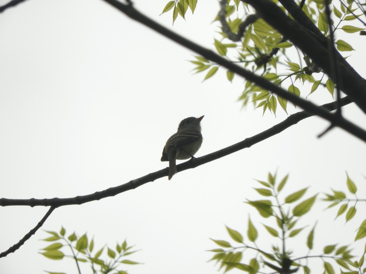 Least Flycatcher - ML341566901