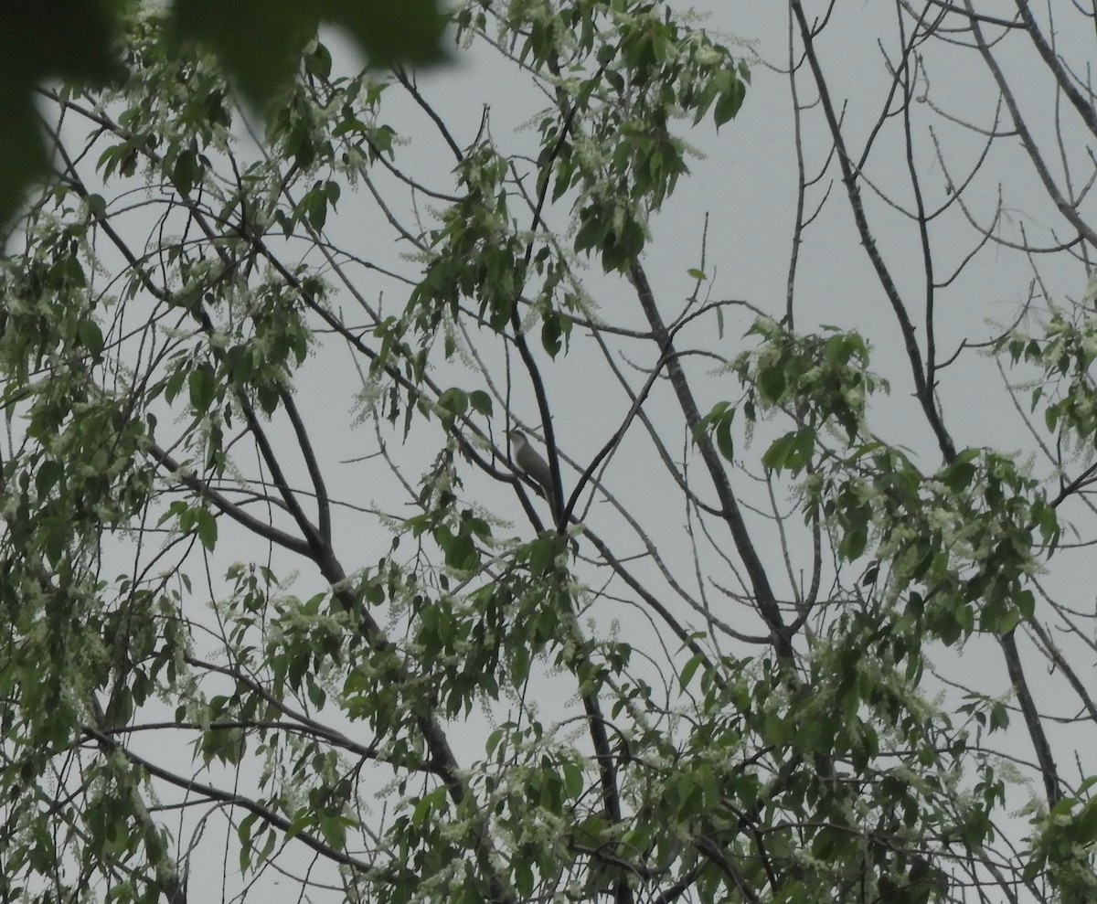 Yellow-billed Cuckoo - ML341567061