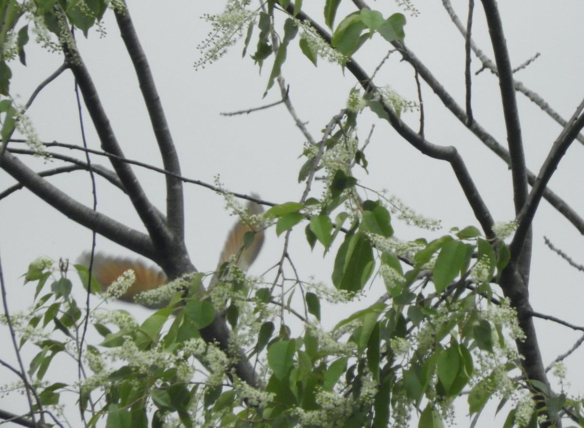 Yellow-billed Cuckoo - John McKay