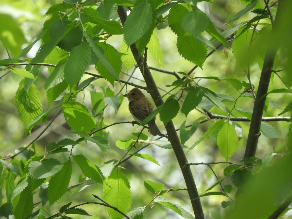 Indigo Bunting - ML341567421