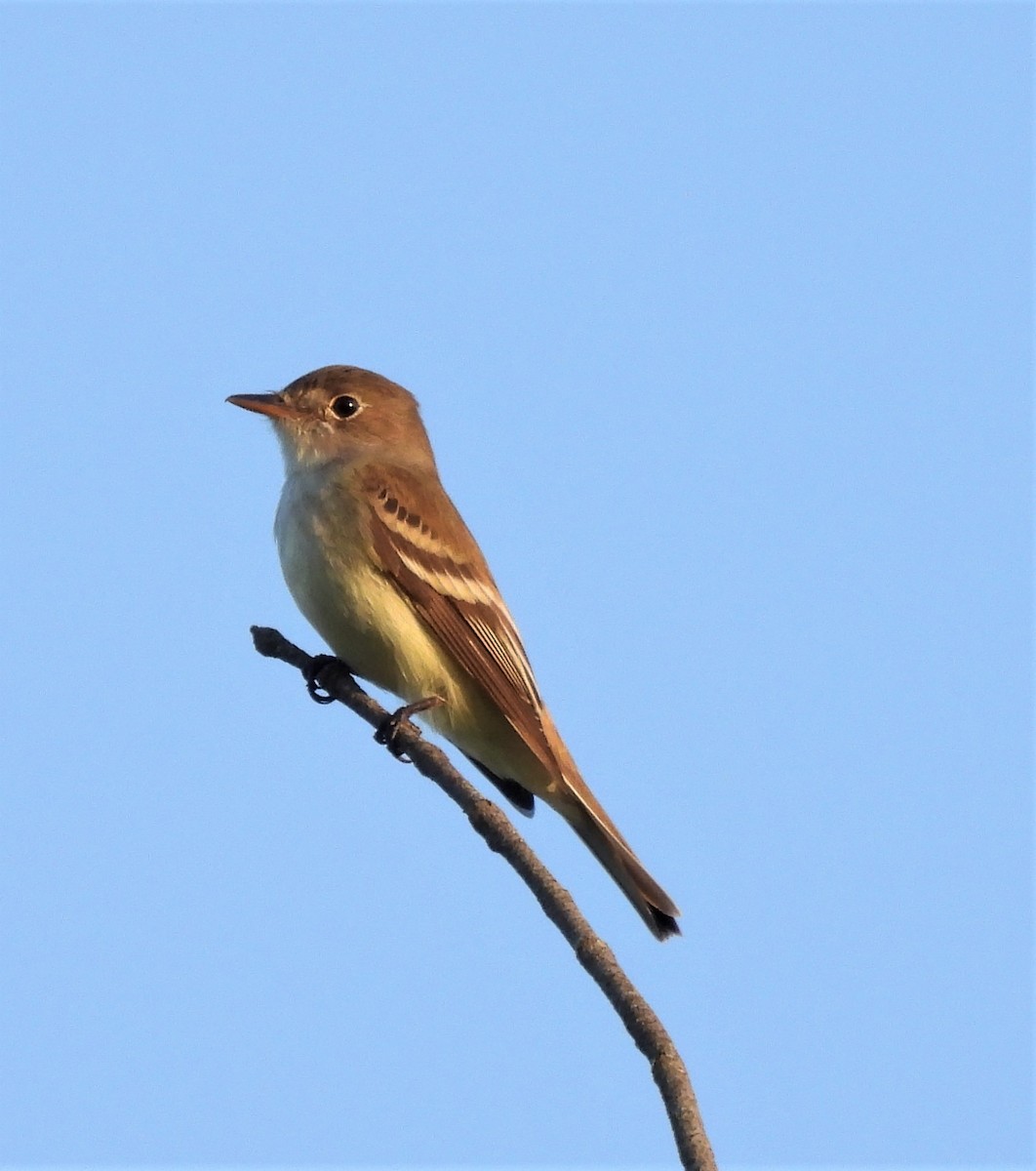 tyranovec vrbový - ML341568211