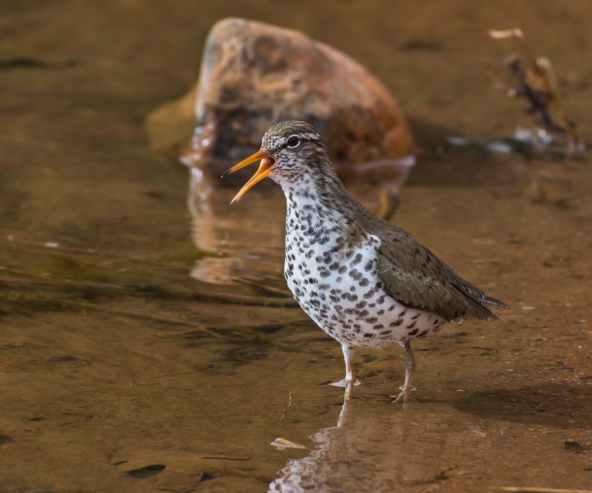 Spotted Sandpiper - ML341568341