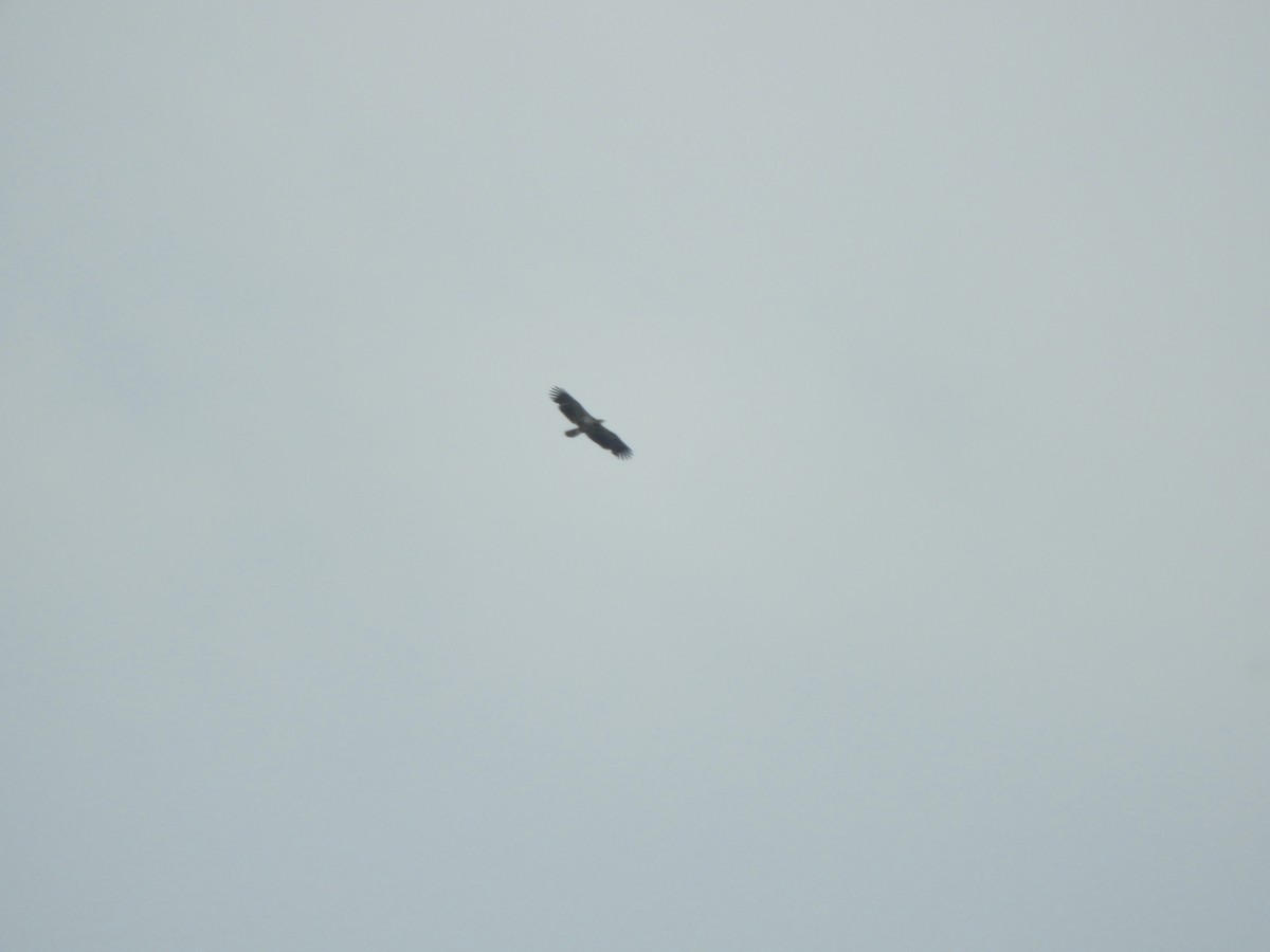 Белоголовый орлан - ML341568551